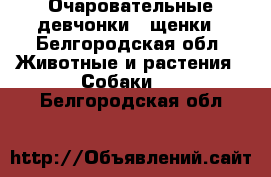 Очаровательные девчонки - щенки - Белгородская обл. Животные и растения » Собаки   . Белгородская обл.